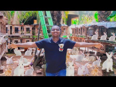 Modernized Way of Raising Rabbits | Inside The Biggest Rabbit Farm In Ghana. #rabbit #rabbitfarming