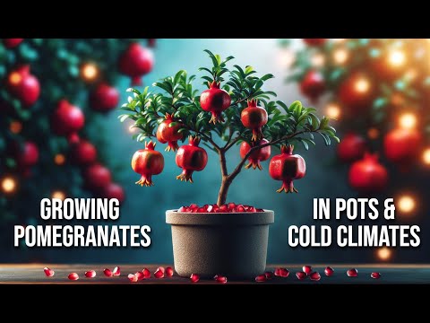Growing Pomegranates in Containers & in Cold Climates: YES, It's Possible!