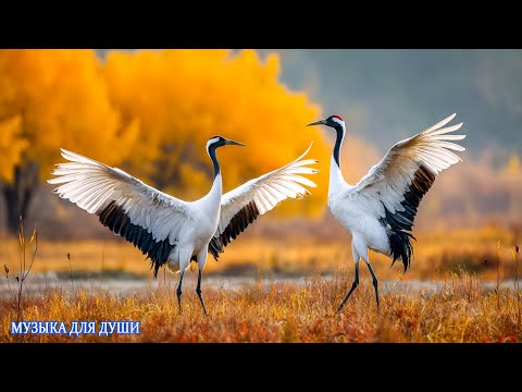 Эту музыку можно слушать вечно! 1 Ч ВОЛШЕБНАЯ МУЗЫКА ДЛЯ ОТДЫХА И РЕЛАКСА💓 Очень красивая музыка!
