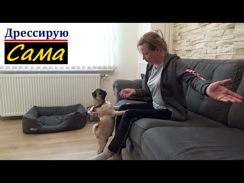 Первые КОМАНДЫ, начало ДРЕССИРОВКИ. МОПС щенок, обучение.