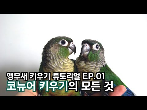 코뉴어 키우기의 모든 것(앵무새 키우기 튜토리얼EP.01)