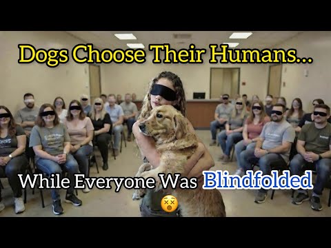 Here…Dogs Choose Their Humans(Blindfolded Edition)