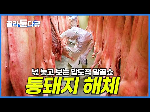 오직 칼 한 자루로 통돼지를 순식간에 해체! 압도적인 발골쇼│20년 경력 발골 달인│극한직업│#골라듄다큐