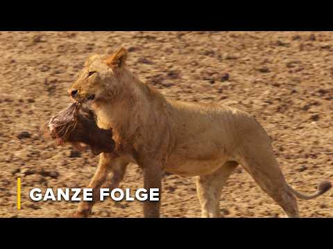 Löwen im Hunger-Spiel: Schaffen sie den Riss? | Geschichten aus Sambia 106