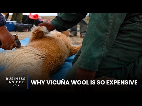 Why Vicuña Wool Is So Expensive | So Expensive