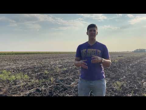 Живлення озимої пшениці. Коли чим підживлювати та як підвищити доступність добрив у грунті.