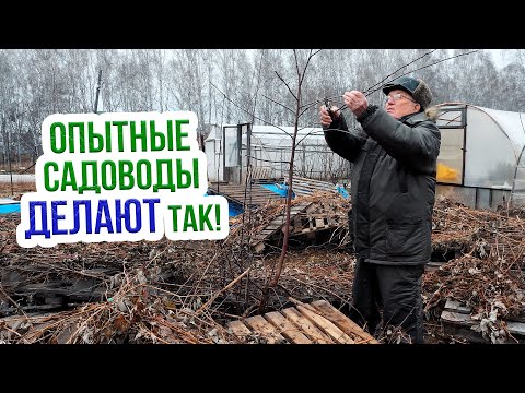 Заготовка и хранение черенков с Анатолием Сидоровичем!  Когда заготавливать черенки для прививки?