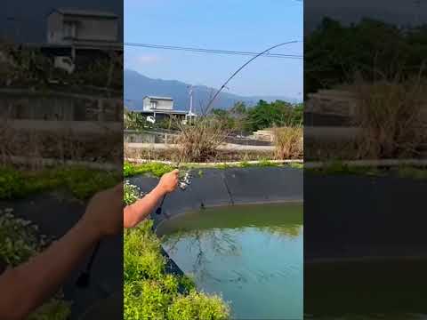 #味留 #料理中的料理人 #chef_kzk #郭宗坤