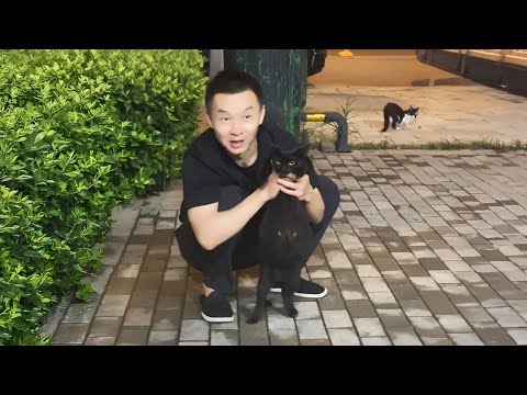 Met a Super Pregnant Cat While Getting a Late Night Snack