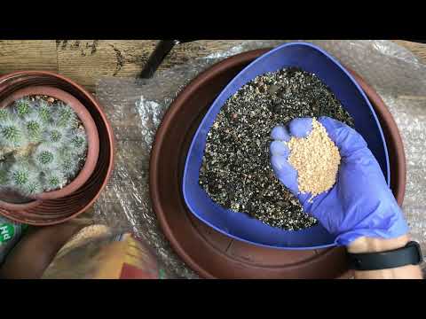 Грунт для кактусов - делаем вместе. Совет подруге. Спасаю маммиллярию.