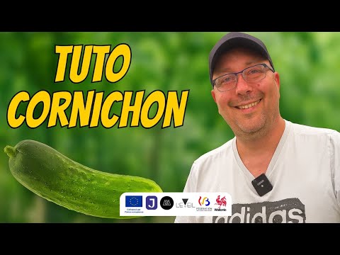 Tuto CORNICHONS - Comment planter et réussir vos CORNICHONS facilement !
