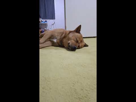 20251116 저녁 산책 Evening walk - 따야 Ddaya🐕 #왕크왕귀 #진도믹스 #황구