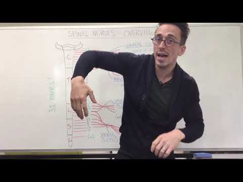 Spinal Nerve Plexus | Peripheral Nervous System