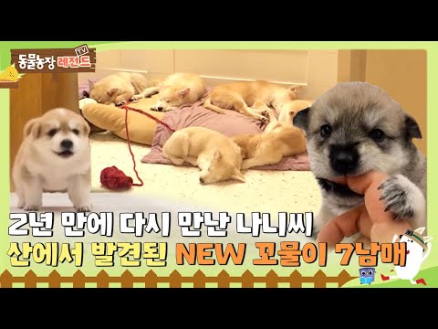 [TV 동물농장 레전드] 2년 만에 다시 만난 나니씨, 산에서 발견된 NEW 꼬물이 7남매🧡 I TV동물농장 (Animal Farm) | SBS Story