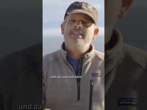 Das CRAZY Vorspiel der Orcas 😳 | Orcas – Herrscher der Meere