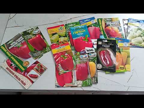 Самые толстостенные сладкие перцы.12.01.2025 г.