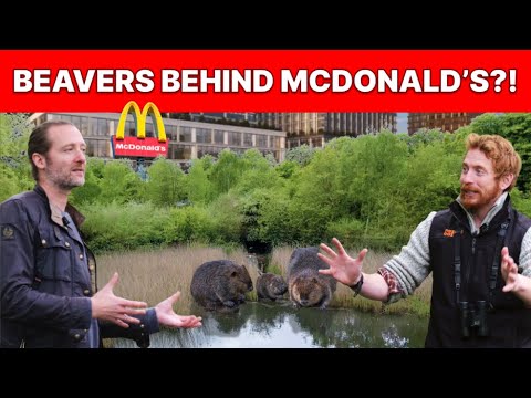 The Baby Beavers Rewilding London Behind a McDonald's