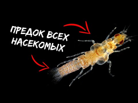 Загадка происхождения насекомых раскрыта! Эволюция насекомых