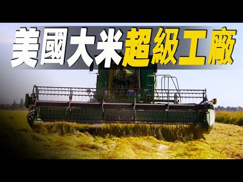 走進美國大米加工超級工廠，一睹稻米是如何變成白皙的米？美國人不愛吃米飯，為何米產業同樣發達？#大脑洞记事