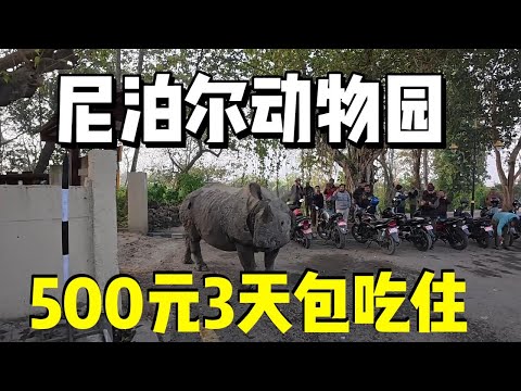 在尼泊尔花500元玩三天，被犀牛追着跑，探秘原始森林！
