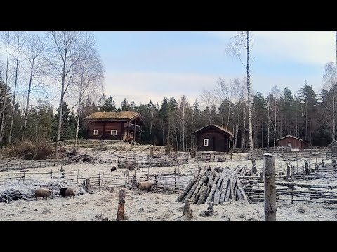 Off-Grid Farm Living in Norway: Short Days, Mustard, "lompe" & Sheep | Homestead Diary November 