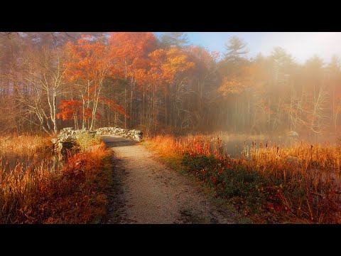 Misty Autumn Morning in New England 🍂 (4K Walk) | Binaural Audio (Nature & Walking Sounds)