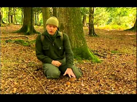 *Ray Mears* Wild Food 5
