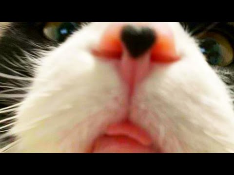 this is why cats are the best | compilation