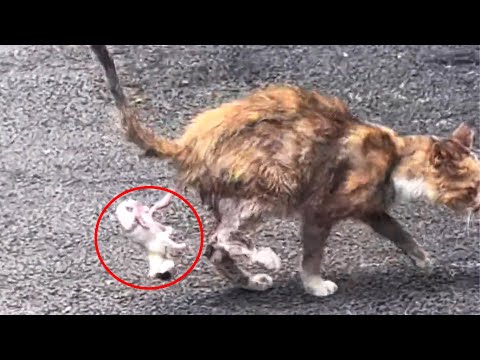 A frail stray cat gave birth in a panic and escaped, leaving her kittens abandoned