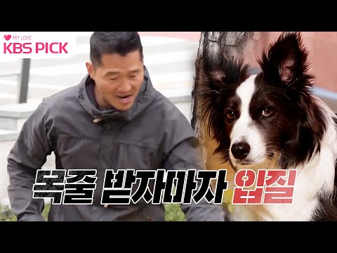 [#개는훌륭하다] 목줄을 넘겨받은 강 훈련사에게 돌발스런 공격!? 보더콜리 '니키' 🐶ㅣKBS 221219 방송