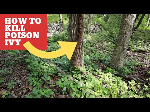 How to identify and kill poison ivy! And flying the drone in the woods! MCG video #16