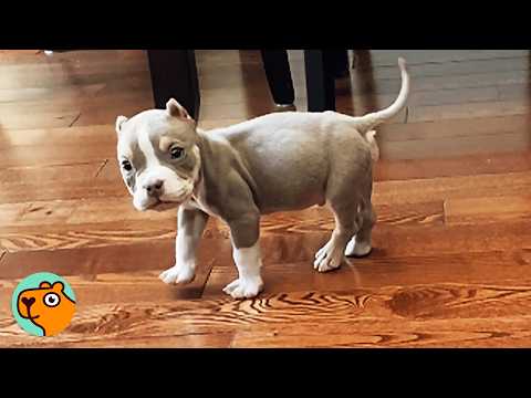 Woman Didn't Want This Puppy. Now He's Her Everything | Cuddle Buddies