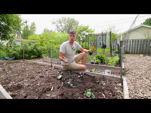 How to Grow CABBAGE - Complete Growing Guide