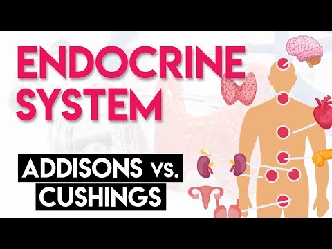 Addison's vs Cushing's | Endocrine System (Part 2)