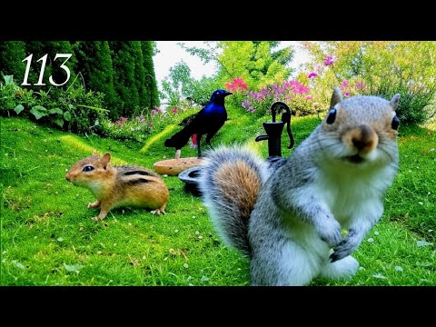 Cat TV: Chipmunks, Birds and Squirrels in a Beautiful Garden. 4K. Episode 113