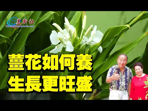 姜花如何養，生長更旺盛？