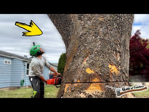 Removing The LARGEST Sycamore Tree I've Ever Climbed!