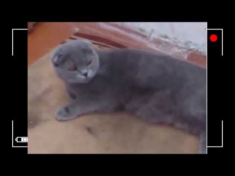 Суперговорящие коты!!! Смеялся до слёз. Отлично провёл время!!!