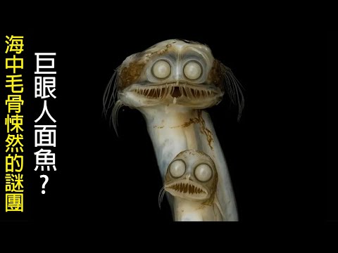 [網路生物鑑定] 為黑暗而生的人面魚 | 深海巨型蝌蚪 | 腦袋消失的魚
