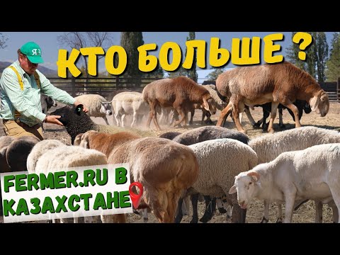 Дорпер, Саффолк, Тексель, или Эдильбай? Взвешивание баранов-производителей в хозяйстве Алаколь-Агро.