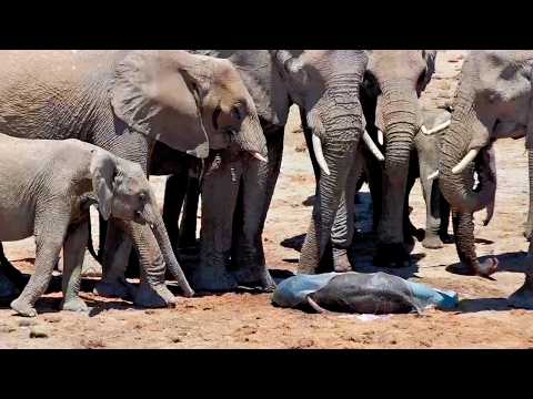 Baby Elephant's First Minutes in the Savanna—Watch the Entire Herd React