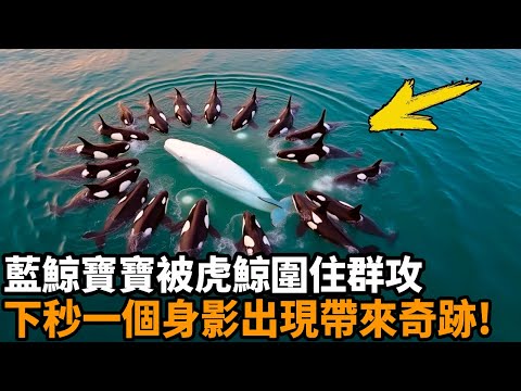 The blue whale baby left behind is surrounded by killer whales. When his life hangs by a thread  th