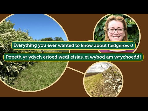 Everything you ever wanted to know about hedgerows (webinar)