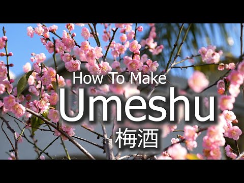 Umeshu - Japanese Plum Wine | Shiso | Shiro - Kaga Nanko Ume