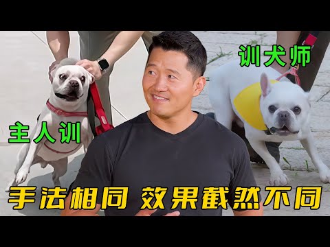 主人3年沒訓好的狗，居然被訓犬師2招解決所有問題，原因讓他們意想不到