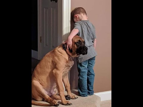 😺 We are punished! 🐶 Funny video with dogs, cats and kittens! 🐱