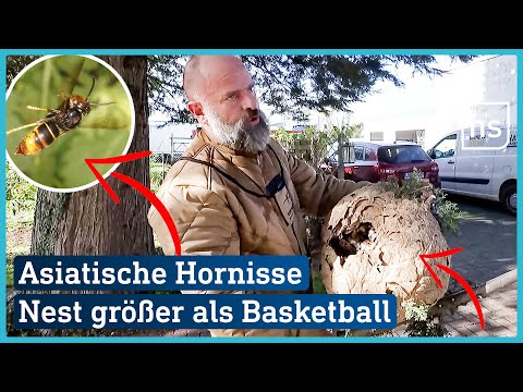 Sie töten Honigbienen und müssen deshalb bekämpft werden | hessenschau