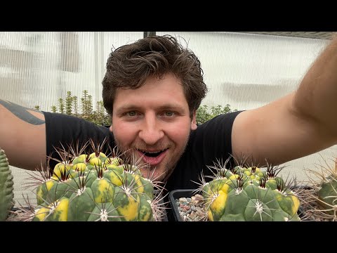 Цветные вариегатные кактусы для начинающих - какие они бывают и как размножаются. Опыление кактусов