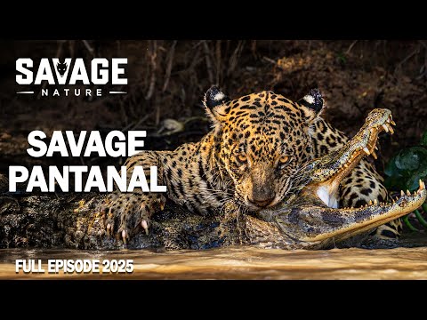 WILD PANTANAL | Secret Of The Wild Land | Animal Documentary