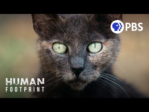 Your Cat’s Secret Life (as a Deadly Predator) 🐈